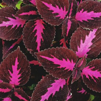 kingswood-torch-coleus