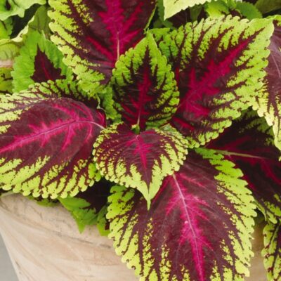 kong-rose-coleus