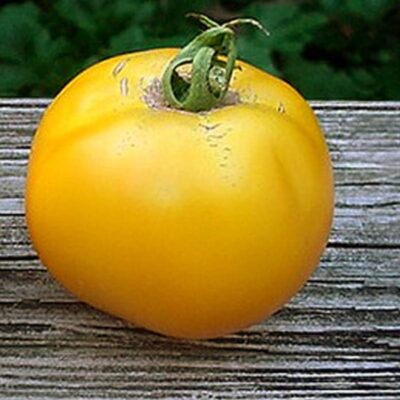 Lemon Boy Tomato | Beaver Bark Gift & Garden Center