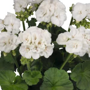 maestro-idols-white-geranium