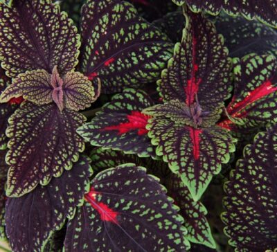 main-street-abbey-road-coleus