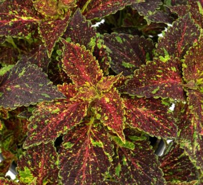 main-street-michigan-avenue-coleus