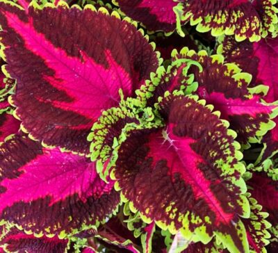 main-street-ocean-drive-coleus