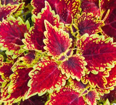 main-street-oxford-street-coleus