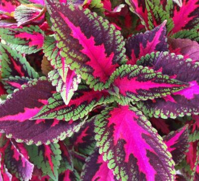 main-street-ruby-road-coleus