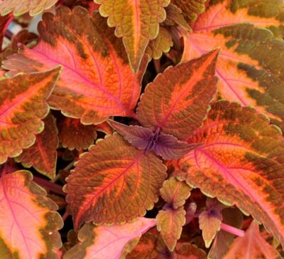 main-street-sunset-boulevard-coleus