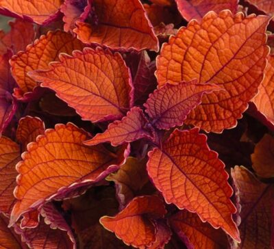 main-street-wall-street-coleus