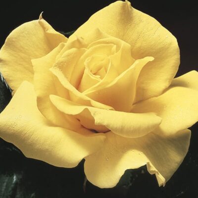 midas-touch-rose