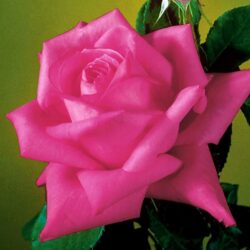 miss-all-american-beauty-rose