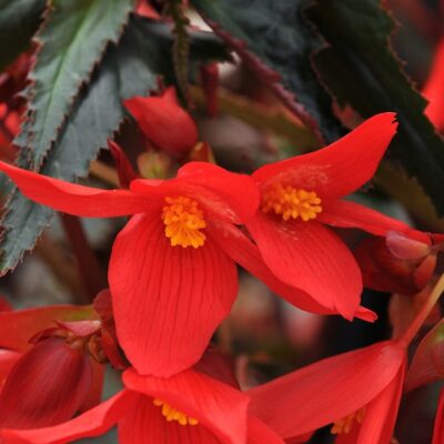mistral-dark-red-begonia