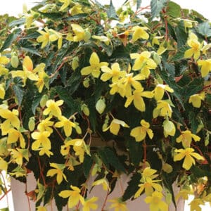 mistral-yellow-begonia