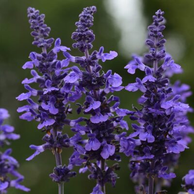mysty-salvia