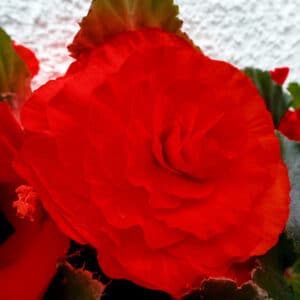 nonstop-red-begonia