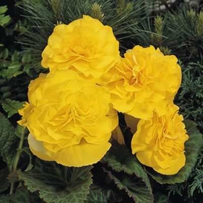 nonstop-yellow-begonia