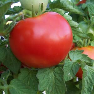 patio-tomato