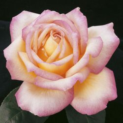 peace-rose