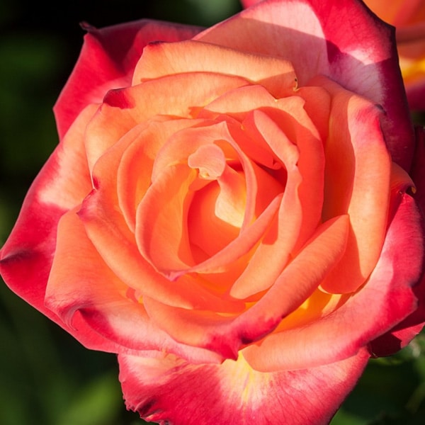 Perfect Moment Rose | Beaver Bark Gift & Garden Center
