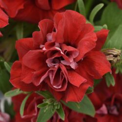 vogue-double-red-petunia