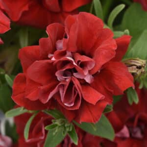 vogue-double-red-petunia