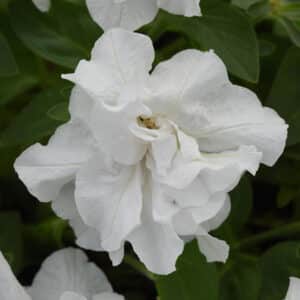 vogue-double-white-petunia