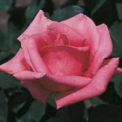 pink-peace-rose