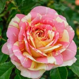 pop-art-rose