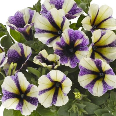 potunia-blueberry-muffin-petunia