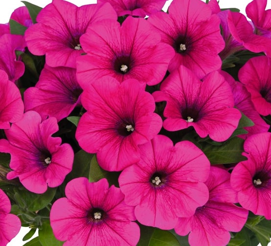 Potunia®+ | Neon Petunia | Beaver Bark Gift & Garden Center