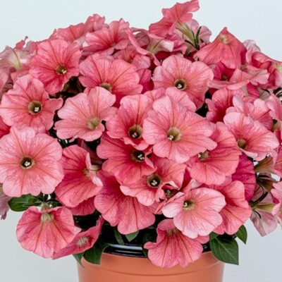 potunia-plus-coral-petunia