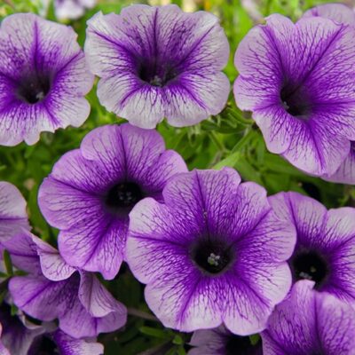 potunia-plus-denim-petunia