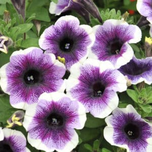 potunia-plus-purple-halo-petunia