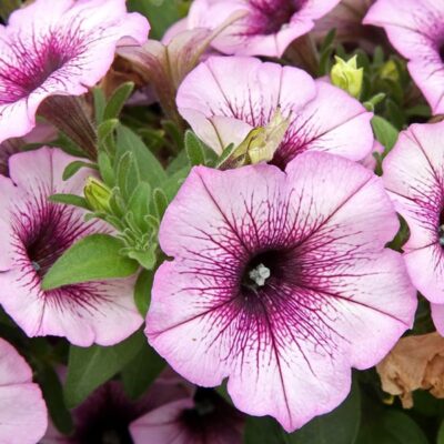 Potunia®+ | Purple Vein Petunia | Beaver Bark Gift & Garden Center