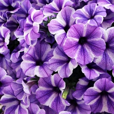 potunia-plus-starfish-petunia