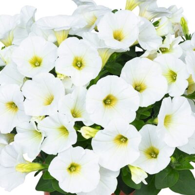 potunia-plus-white-petunia