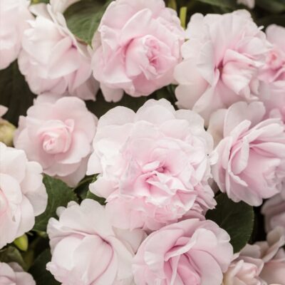 rockapulco-apple-blossom-double-impatiens