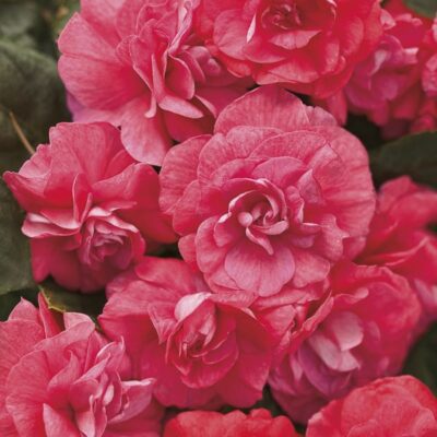 rockapulco-coral-reef-double-impatiens