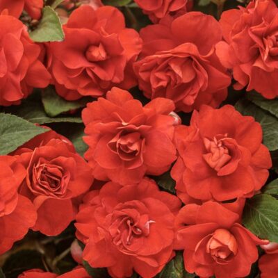 rockapulco-red-double-impatiens