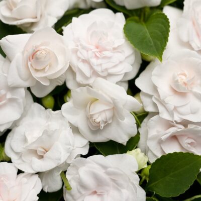 rockapulco-white-double-impatiens