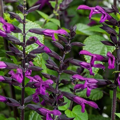 rockin-deep-purple-salvia