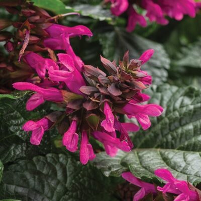 rockin-fuchsia-salvia