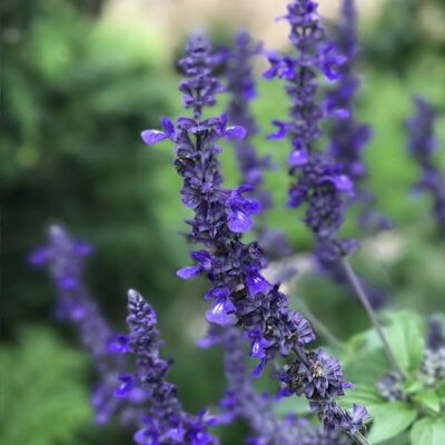 rockin-playin-the-blues-salvia