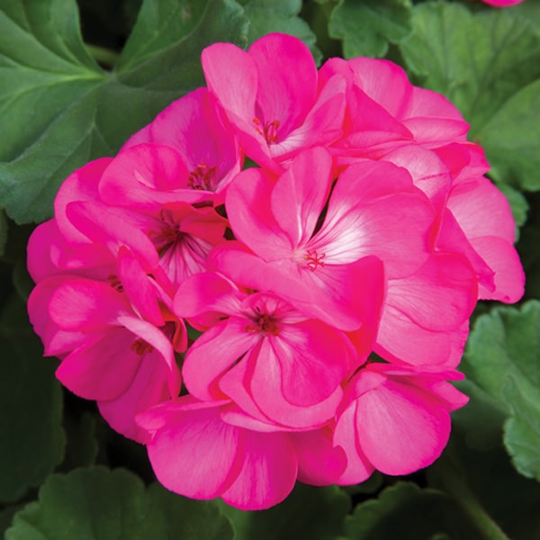 Rocky Mountain™ | Deep Rose Geranium | Beaver Bark Gift & Garden Center