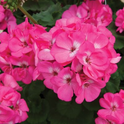 rocky-mountain-pink-geranium