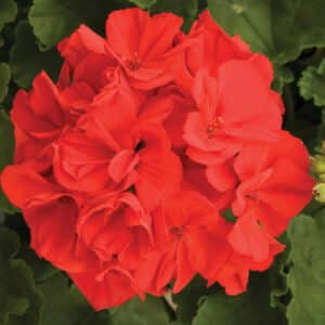 rocky-mountain-red-geranium