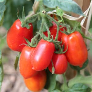 roma-tomato