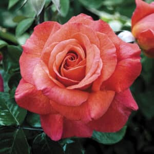 sedona-rose