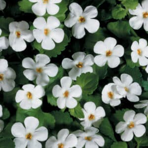 snowstorm-giant-snowflake-bacopa