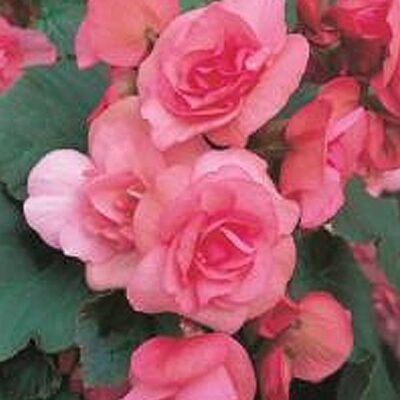 solenia-light-pink-rieger-begonia