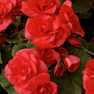 solenia-red-rieger-begonia