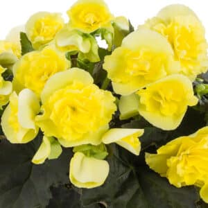 solenia-yellow-rieger-begonia